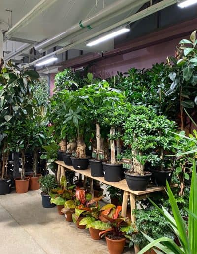 växter i växthall
